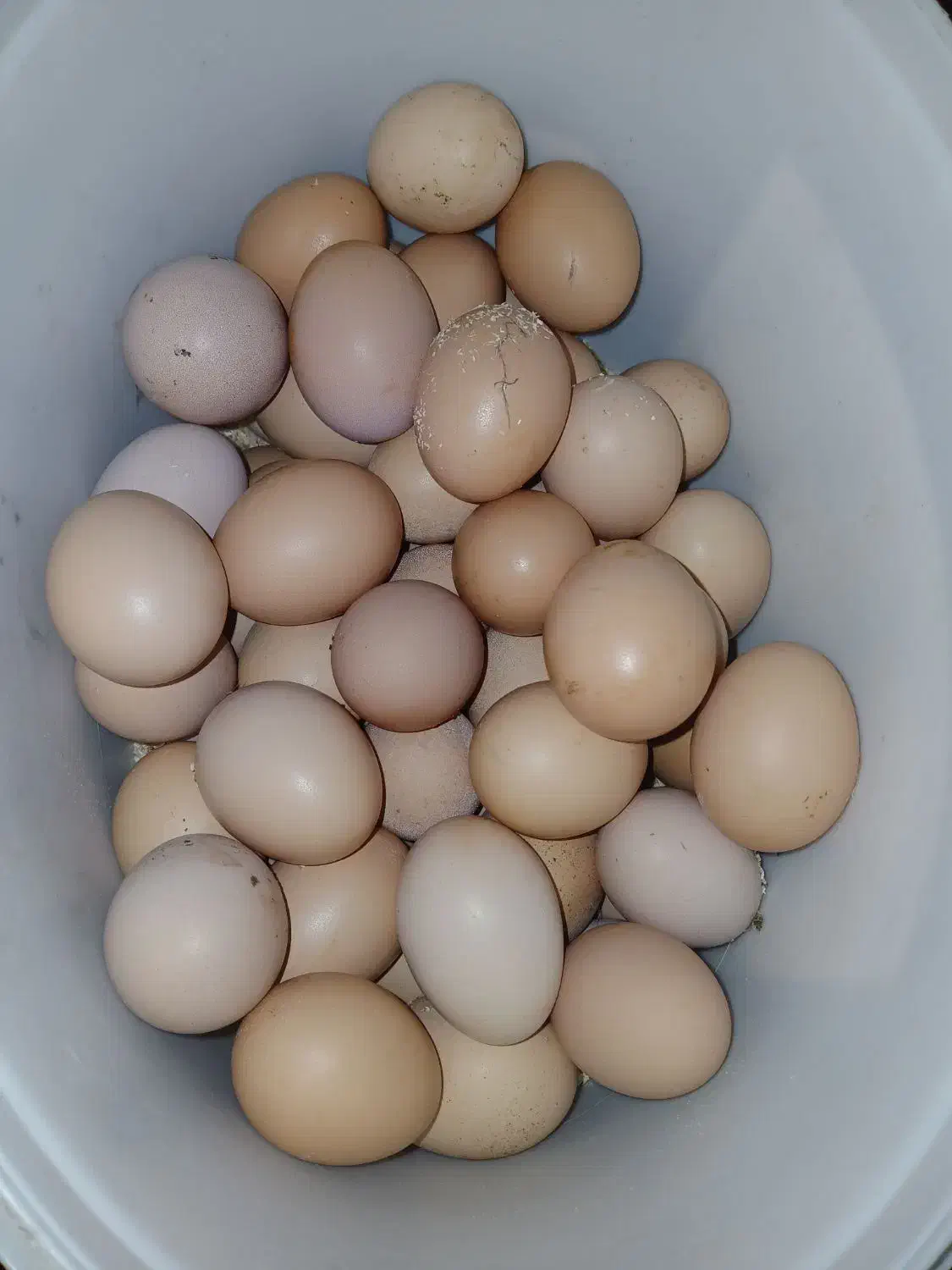 تخم مرغ محلی|خوردنی و آشامیدنی|رشت, گیل|دیوار