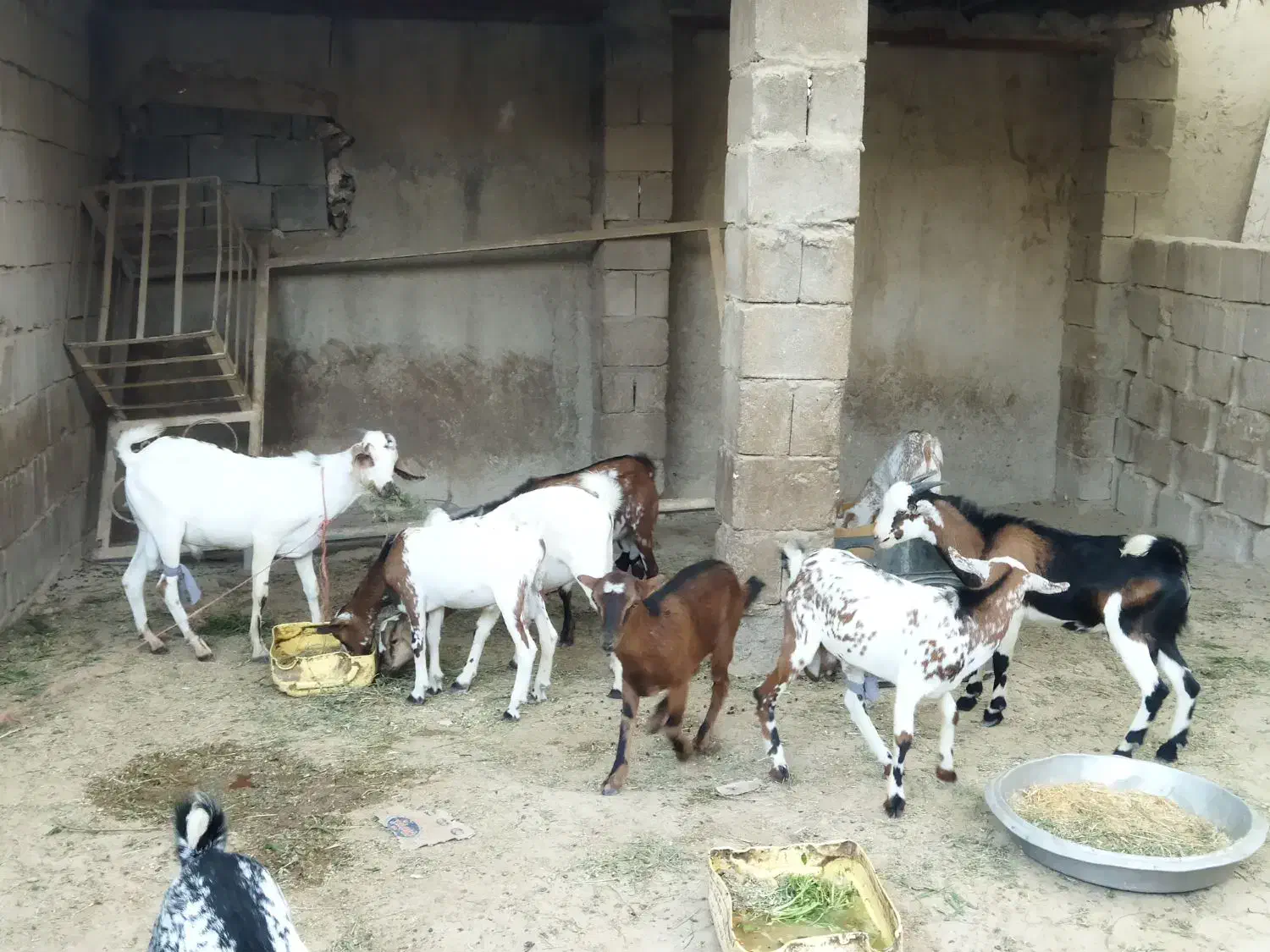 نری شهری|حیوانات مزرعه|قشم, |دیوار