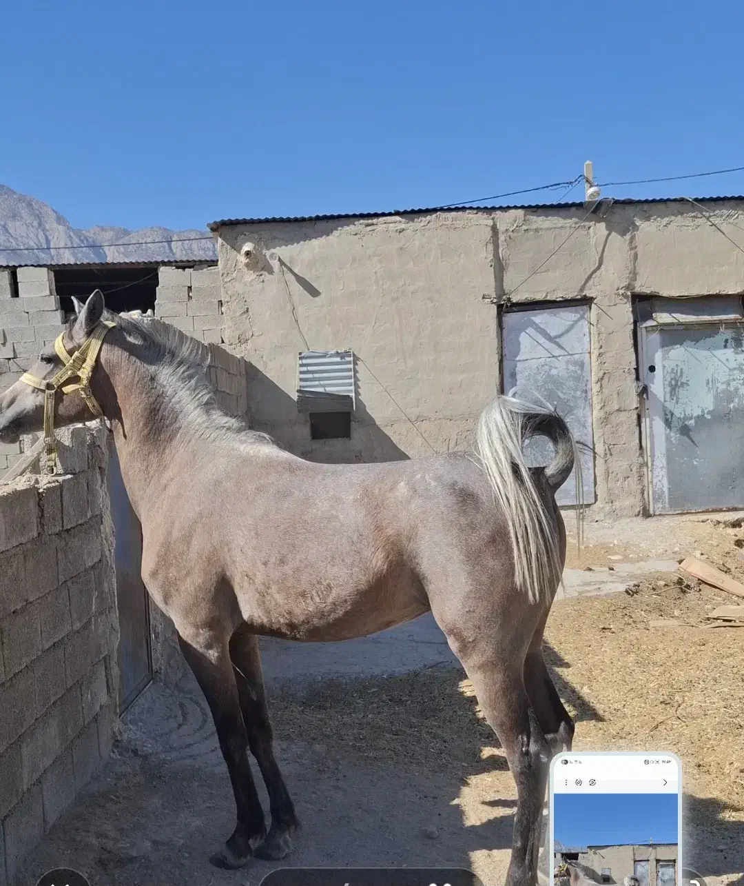 اسب|اسب و تجهیزات اسبسواری|سر آسیاب یوسفی, |دیوار