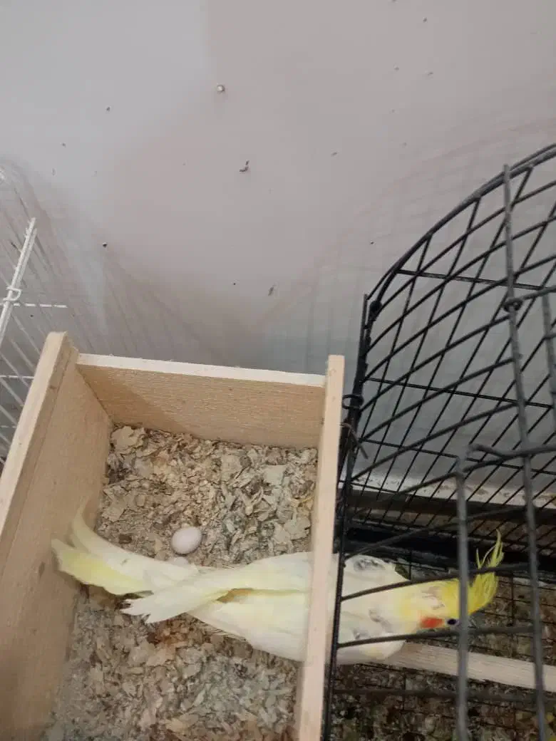 عروس هلندی مولد جفت|پرنده|بندر انزلی, معلم|دیوار