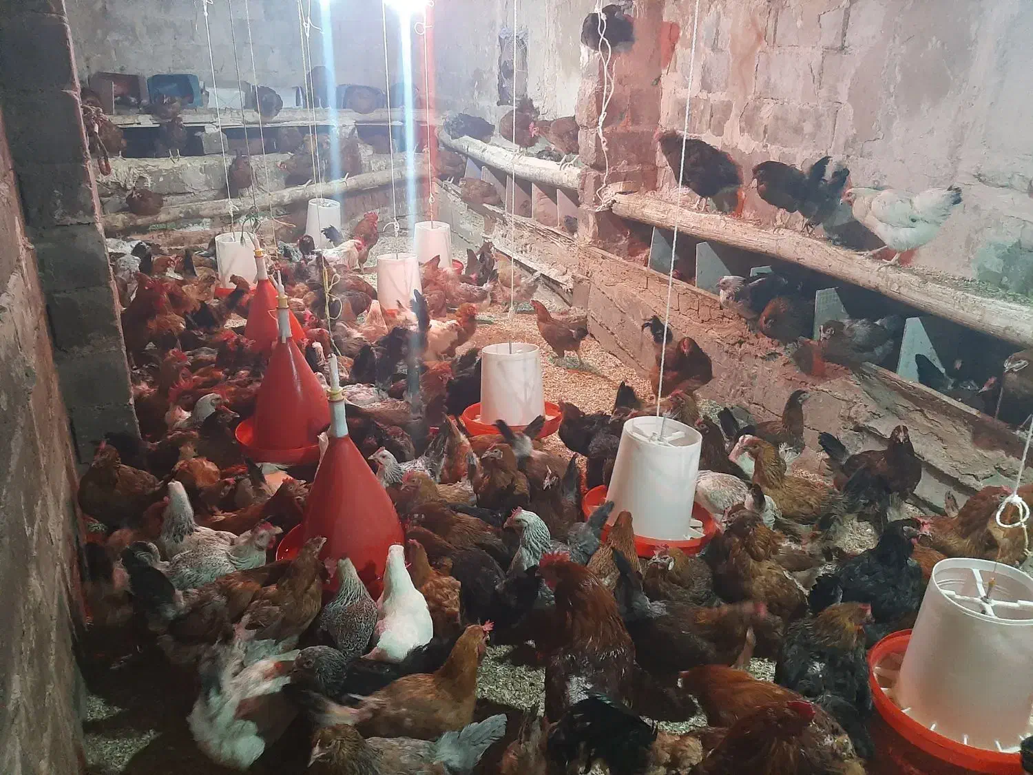 مرغ تخم گذار بومی|حیوانات مزرعه|ناغان, |دیوار