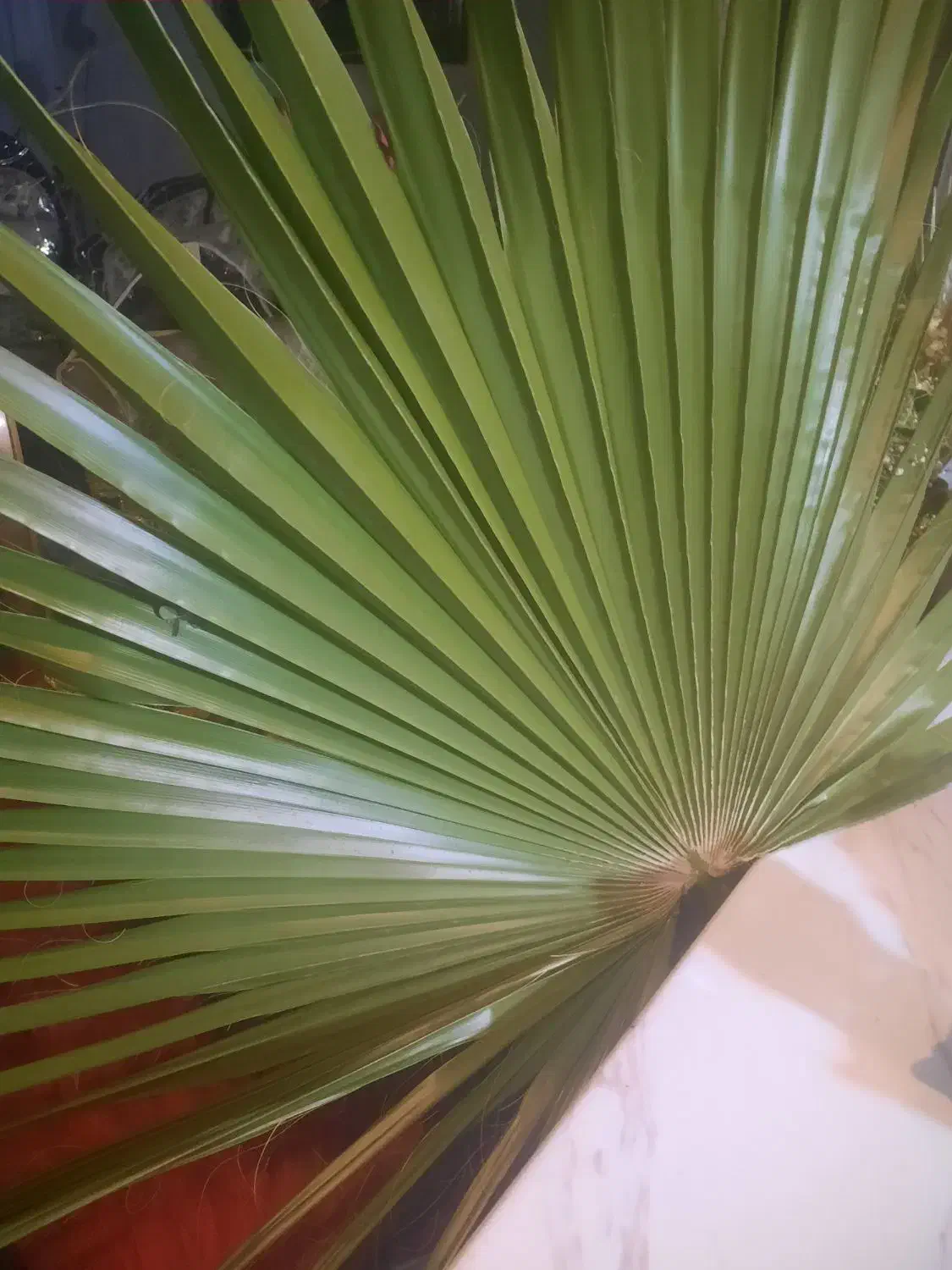 فروش نهال های پالم در چندین سایزو اندازه. فوری|خدمات باغبانی و درختکاری|بابکان, |دیوار