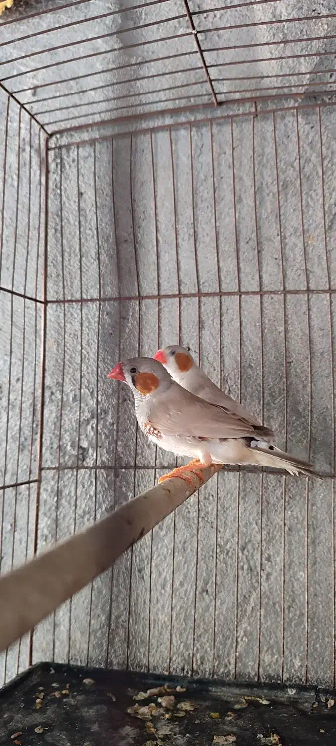 فنج نر|پرنده|بندرعباس, |دیوار