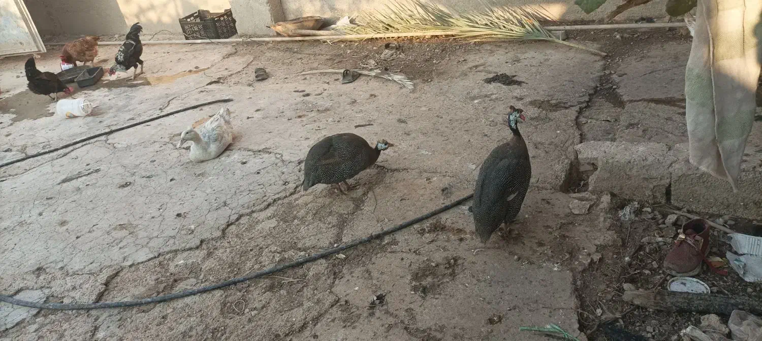 ۶جفت اوردک روسی کاکول دار به شرط سالم و تخم گذار|حیوانات مزرعه|چمران, |دیوار