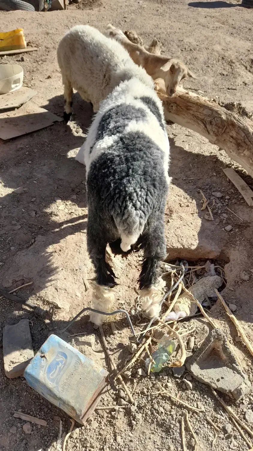 بره نر جری|حیوانات مزرعه|زاهدان, |دیوار