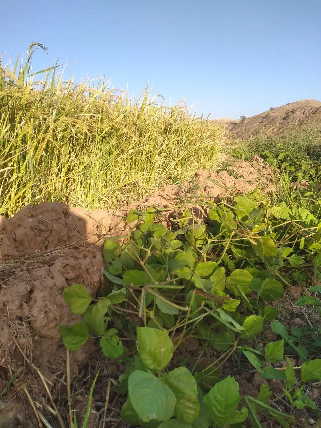 برنج|خوردنی و آشامیدنی|شباب, |دیوار