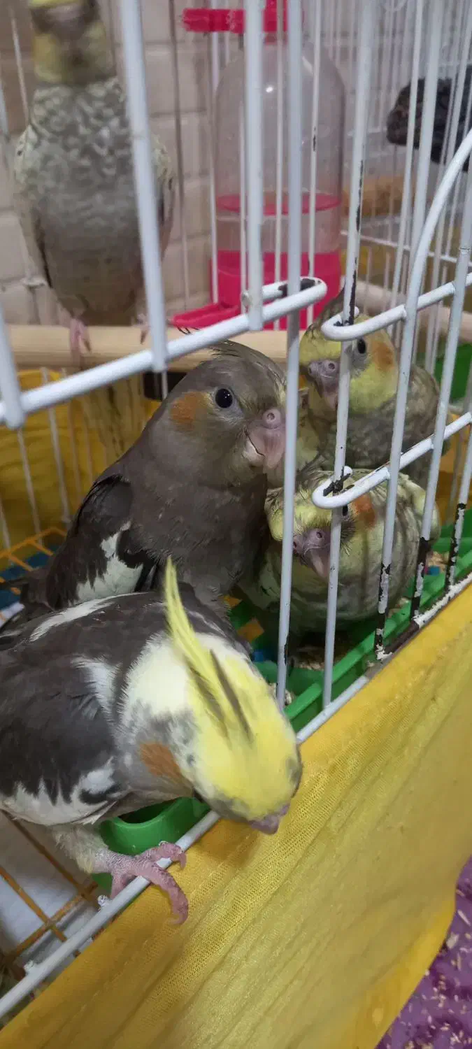 عروس هلندی ۶ ماهه|پرنده|ماهدشت, |دیوار