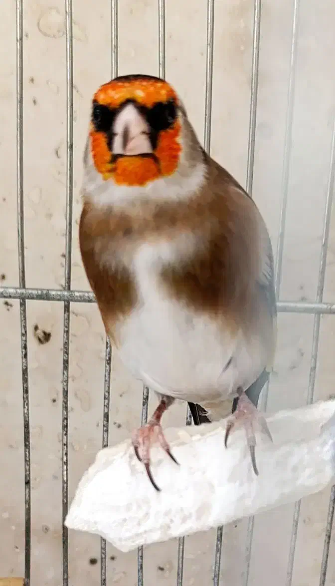 سهره خط چشم دار|پرنده|ری, ملکآباد|دیوار