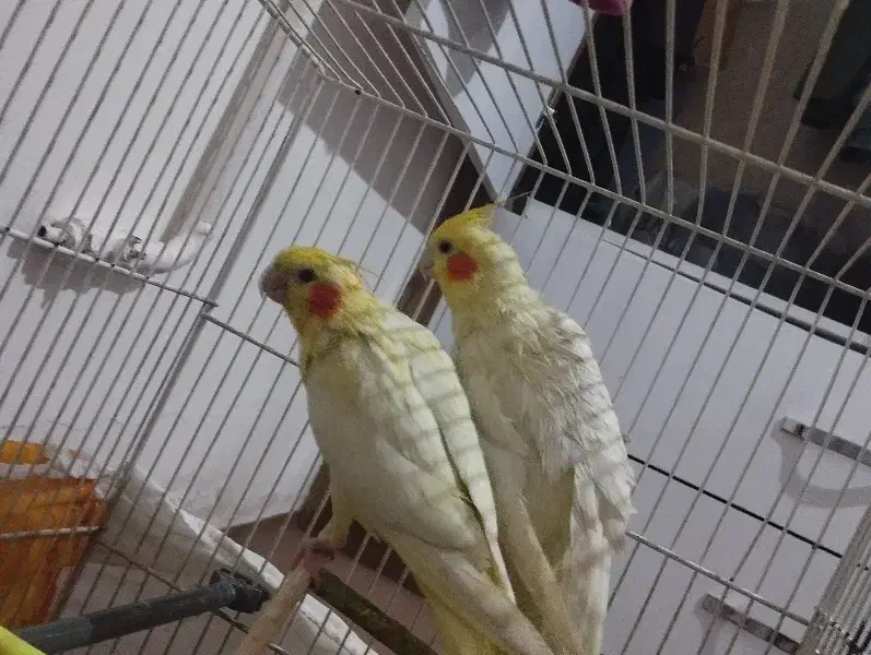 عروس هلندی|پرنده|مشهد, حضرت حجت|دیوار