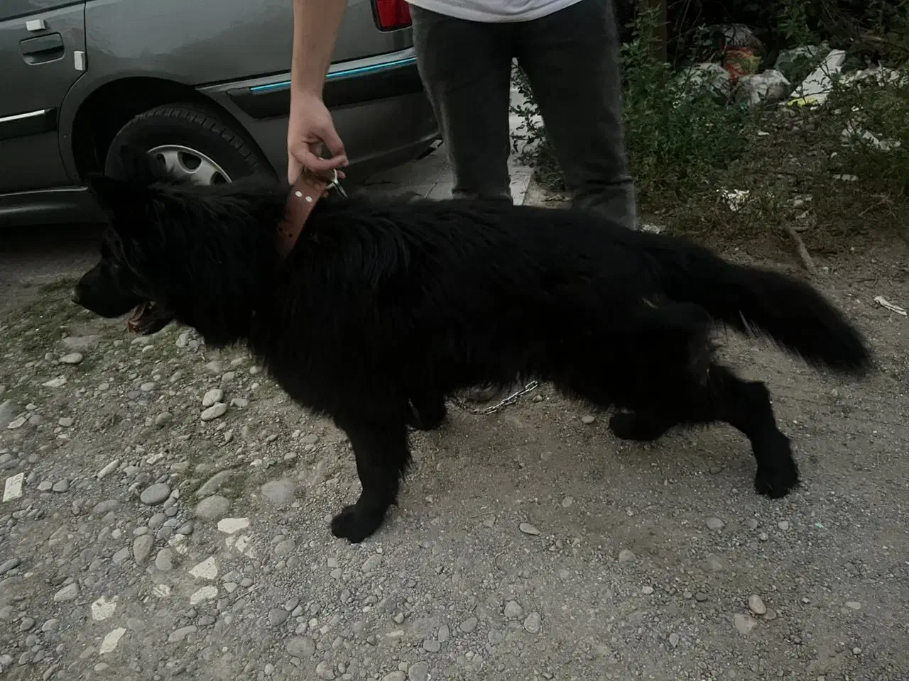 ژرمن شولاین بلک vip|سگ|رشت, منظریه|دیوار