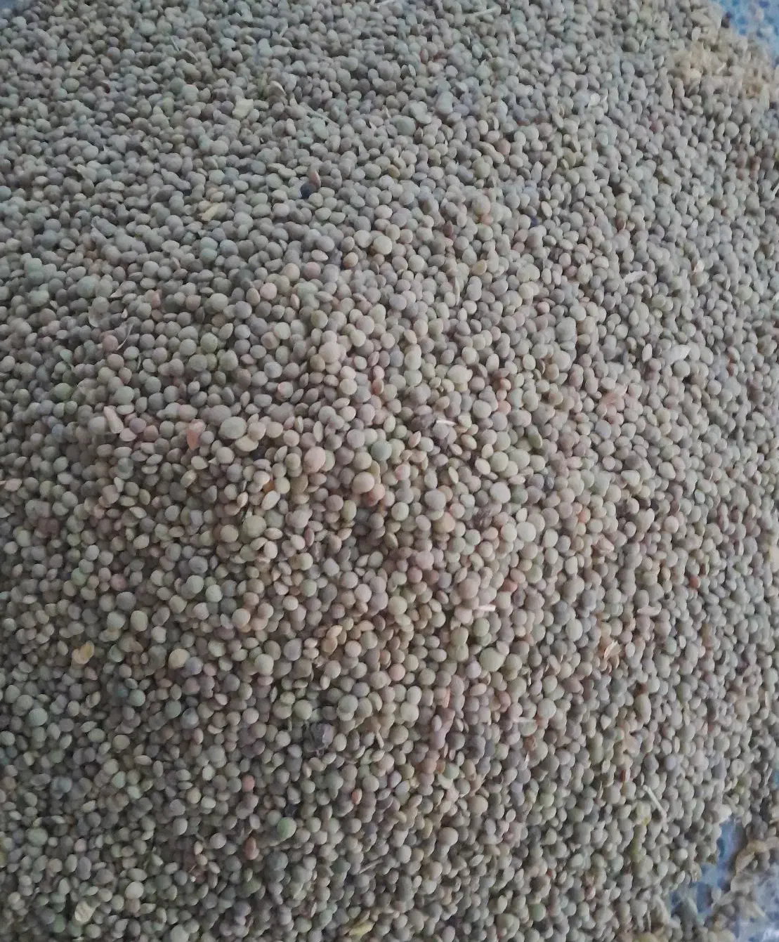 عدس محلی|خوردنی و آشامیدنی|خلخال, |دیوار