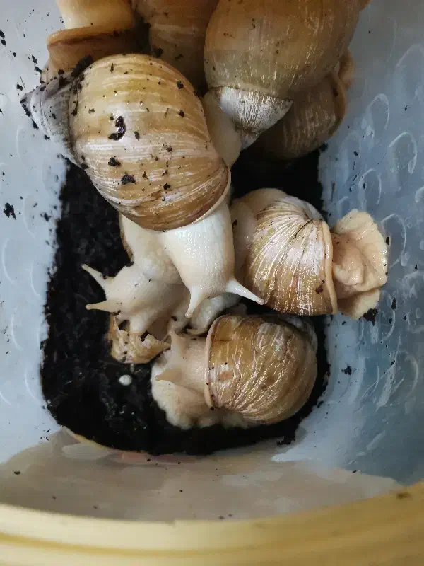 حلزون|خزنده|مشهد, فاطمیه|دیوار