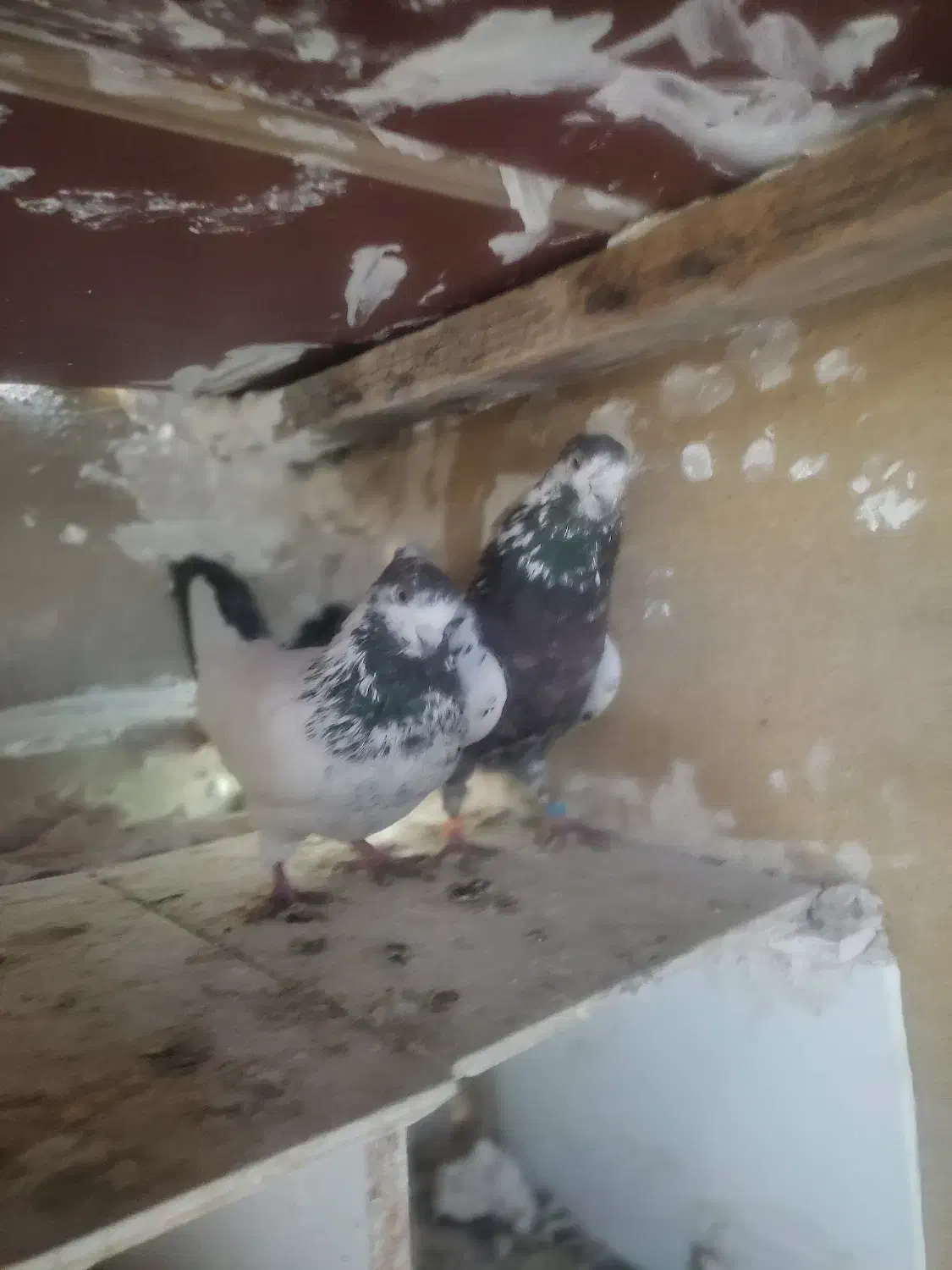 کفتر|پرنده|رباط‌کریم, رباط‌کریم|دیوار