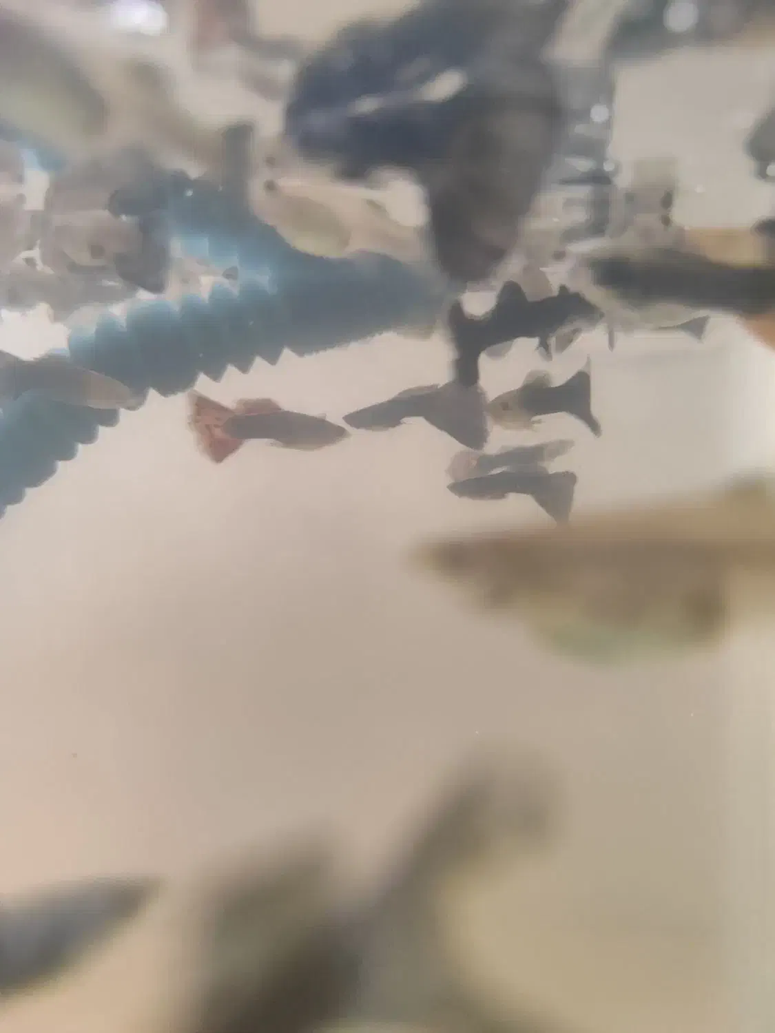 گوپی میکس|ماهی|قزوین, |دیوار