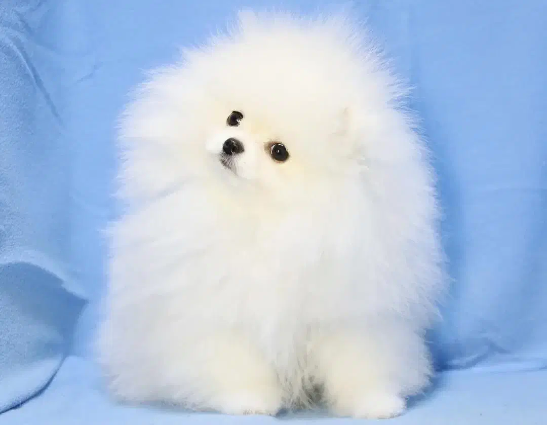 سگ توله پامر پامرانین خرسی سفید نر و ماده ۵ ماه|سگ|تهران, سعادتآباد|دیوار