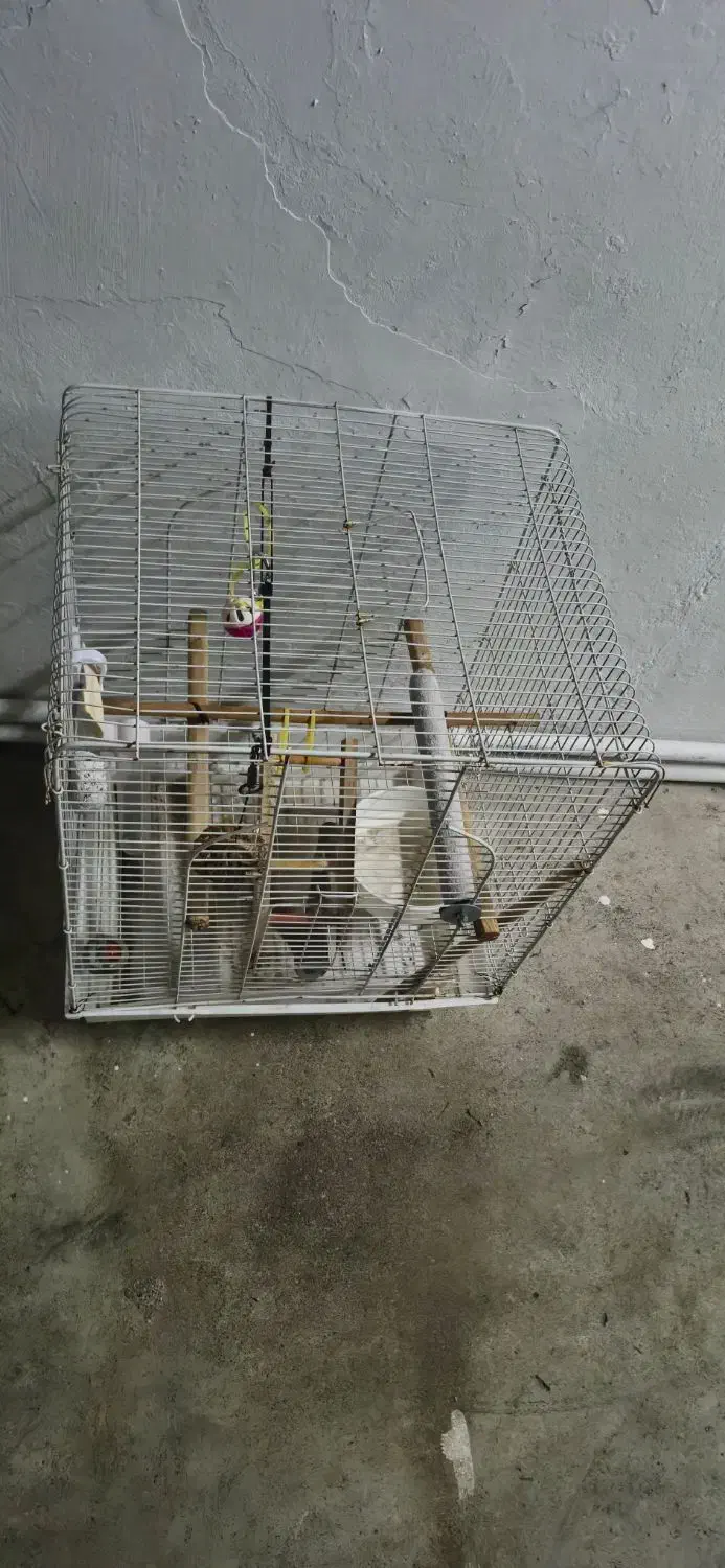 قفس پرنده|لوازم جانبی حیوانات|بندر انزلی, آخرخط|دیوار