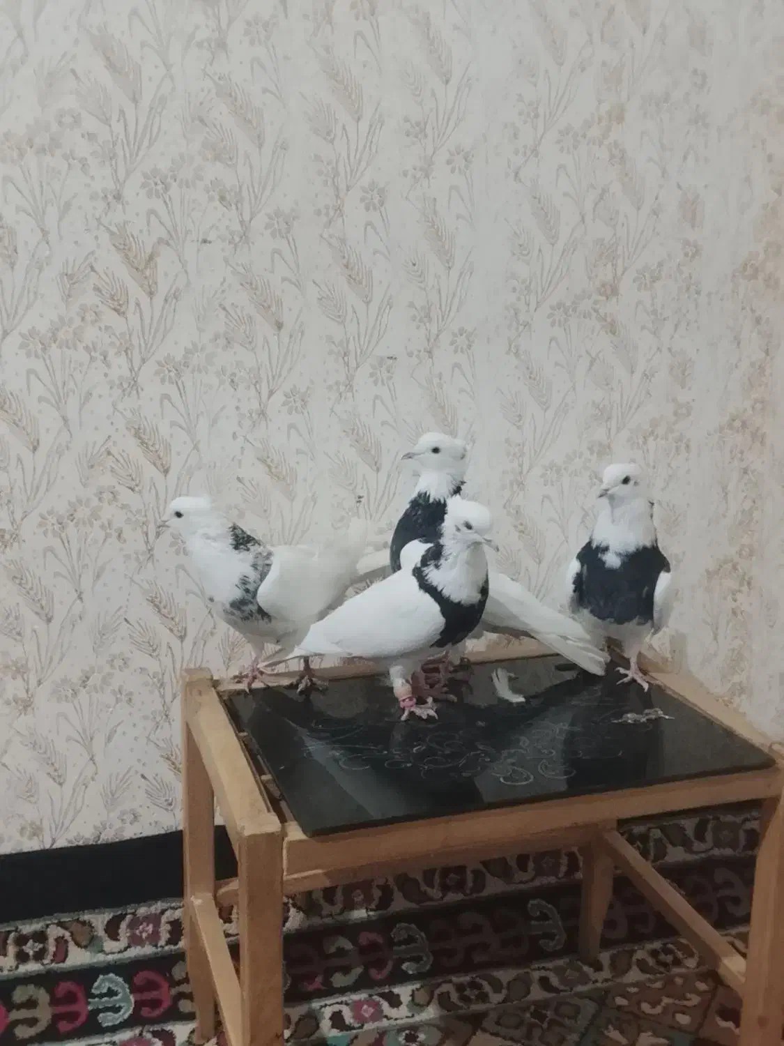 شلوار|پرنده|خرمآباد, |دیوار