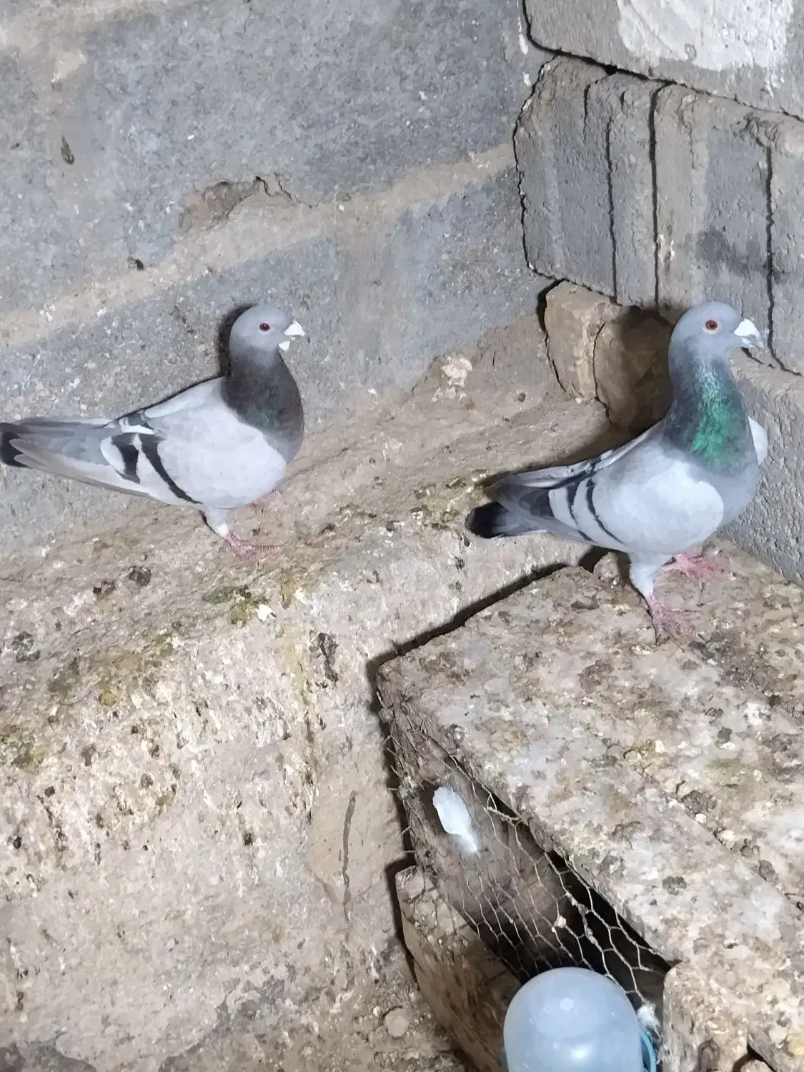 کبوتر میکس مریس دلبر شو ریسر|پرنده|گراش, |دیوار