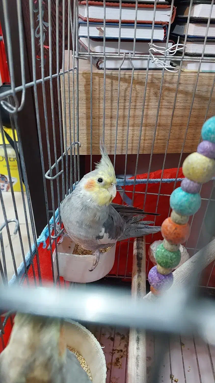 عروس هلندی و برزیلی|پرنده|تهران, تهرانسر شرقی|دیوار