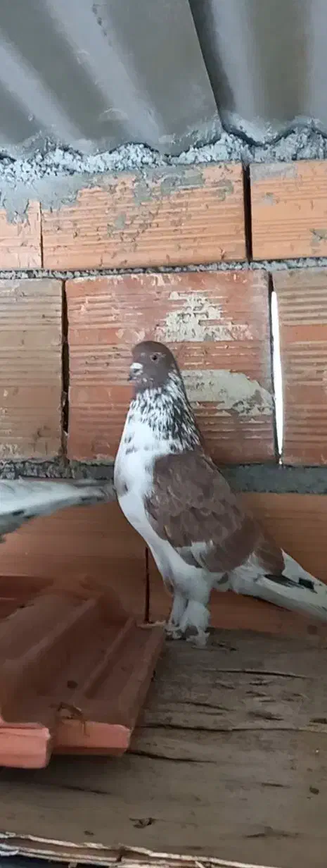 کبوتر پرشی و جوجه کشی|پرنده|بهشهر, |دیوار