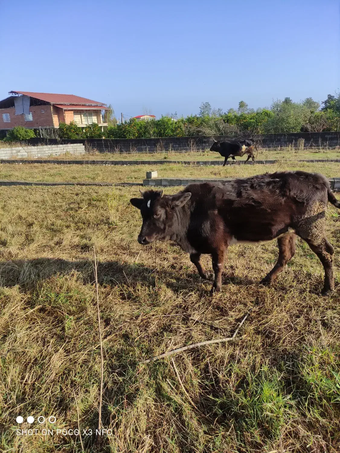 یک راس تلم محلی|حیوانات مزرعه|عباسآباد, |دیوار