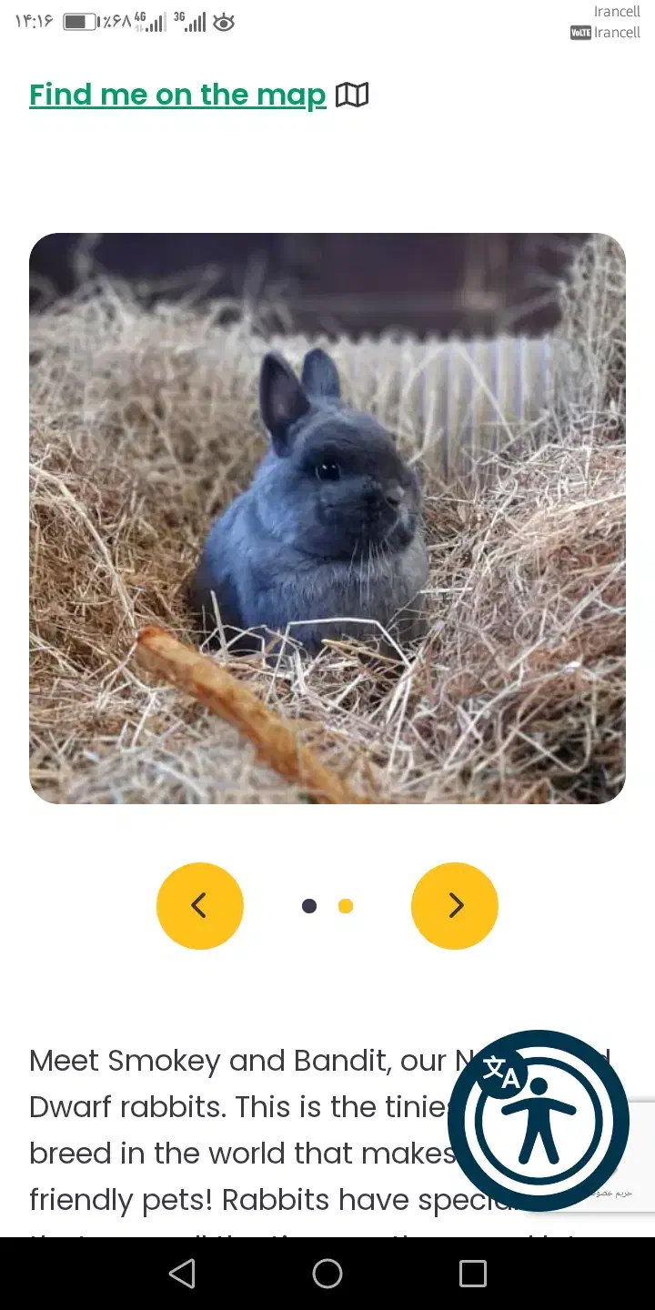 حدود 10 عدد بچه خرگوش|موش و خرگوش|نیشابور, باغ نو|دیوار