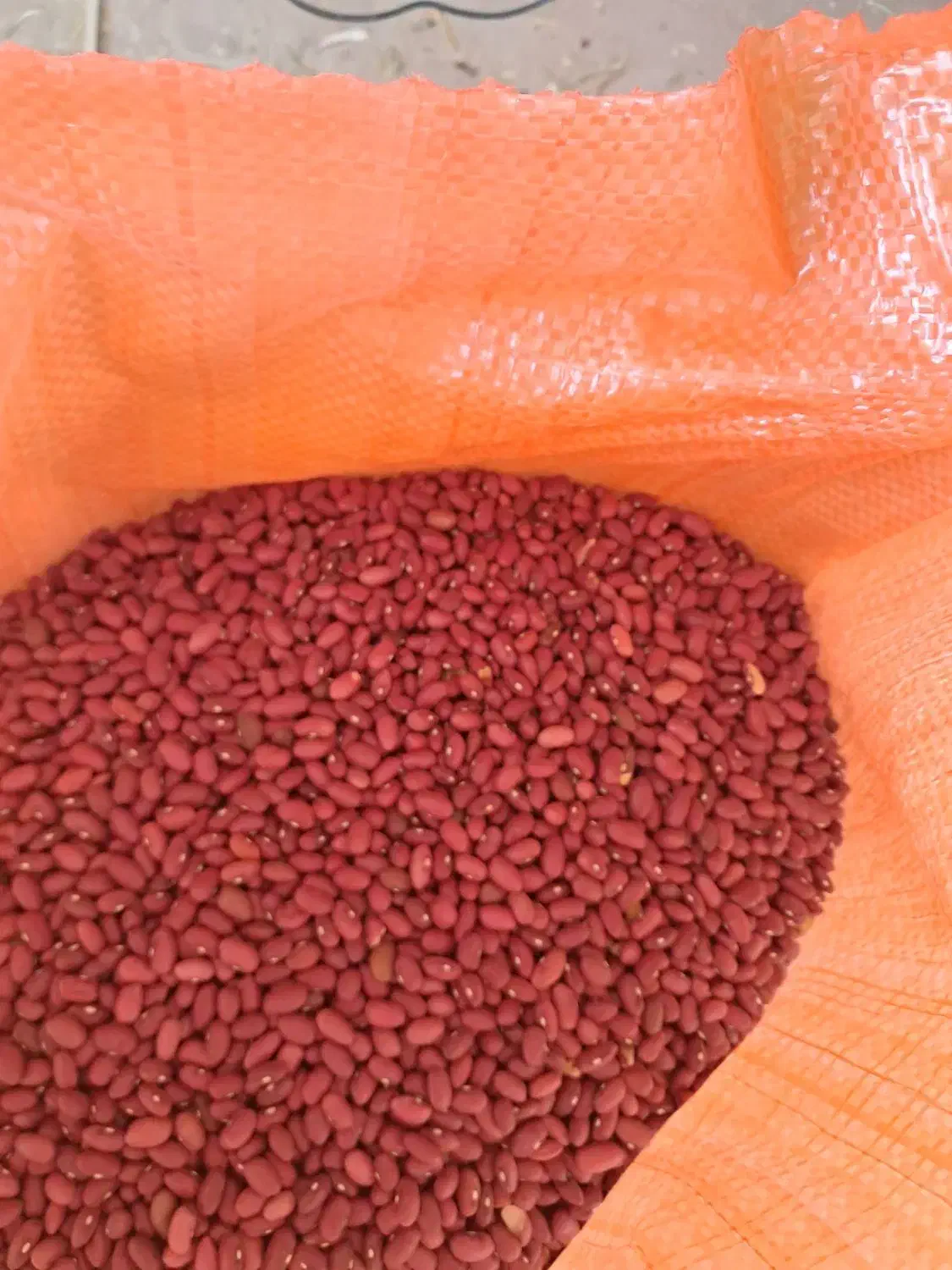 لوبیاقرمز رقم یاقوت|خوردنی و آشامیدنی|زنجان, |دیوار