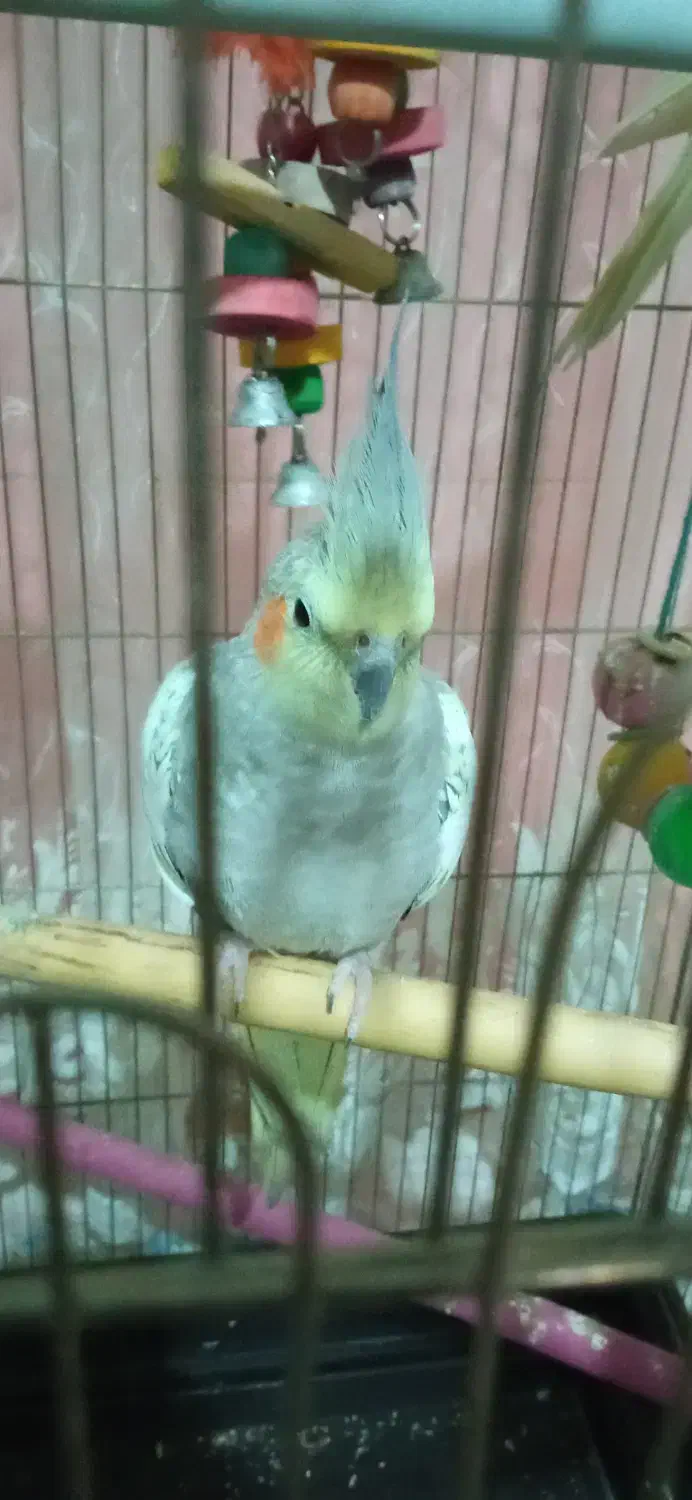 عروس هلندی ماده سرحال|پرنده|پاکدشت, پاکدشت (مامازند)|دیوار