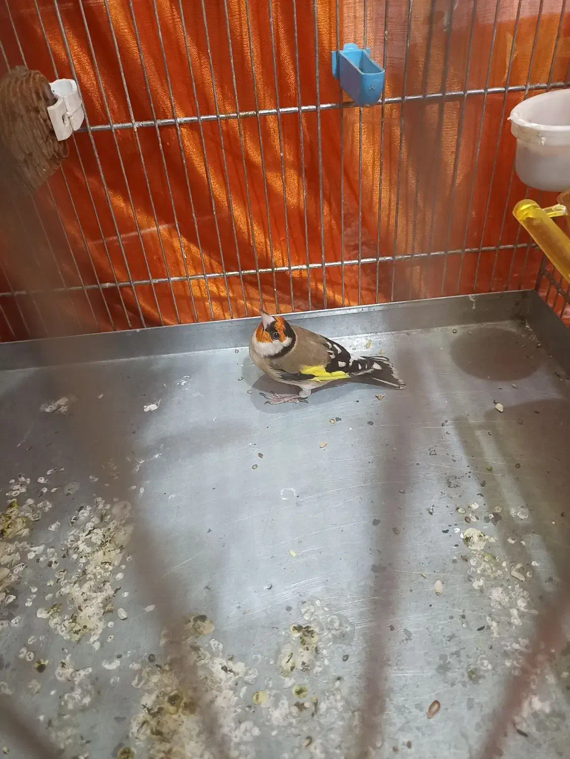 سهره جفتی|پرنده|مریوان, |دیوار