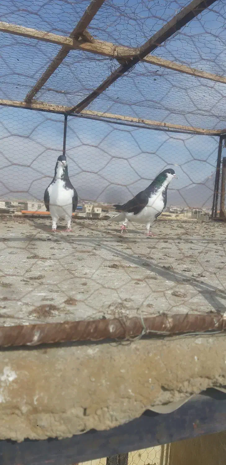 خوشرنگ سیاه نروماده|پرنده|لنجان, |دیوار