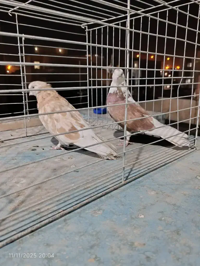 کفتر سرور ۴۰ سانتی سبز دمسفید کله دمسبز جفت|پرنده|تهران, شهرک رضویه|دیوار