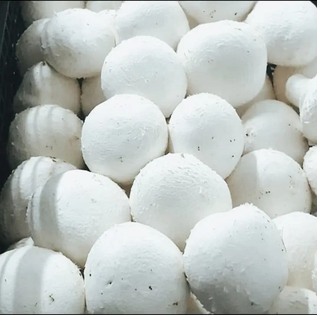 قارچ خوراکی درجه یک|حراج|اردبیل, |دیوار