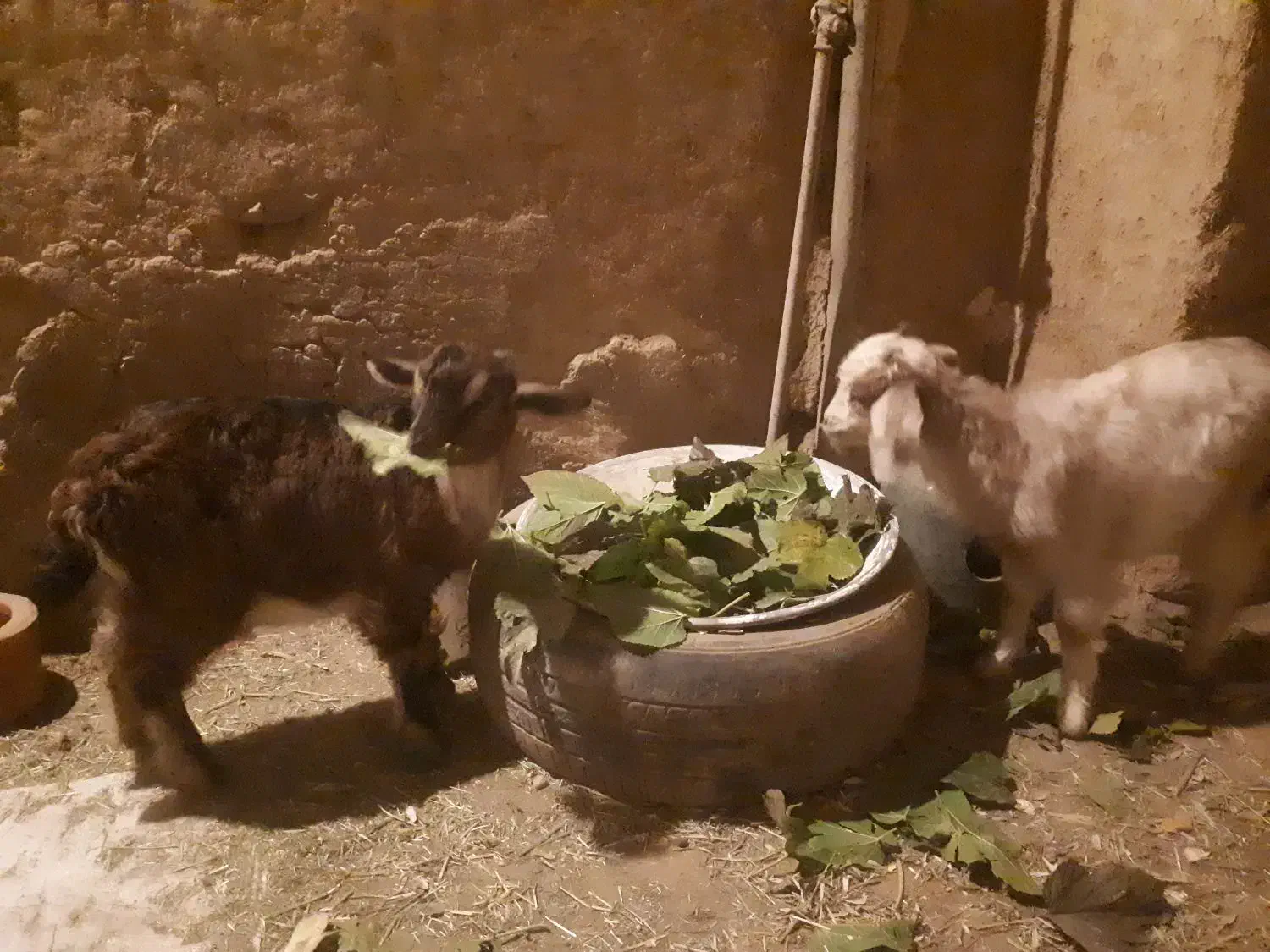 بزغاله|حیوانات مزرعه|سنقر, |دیوار