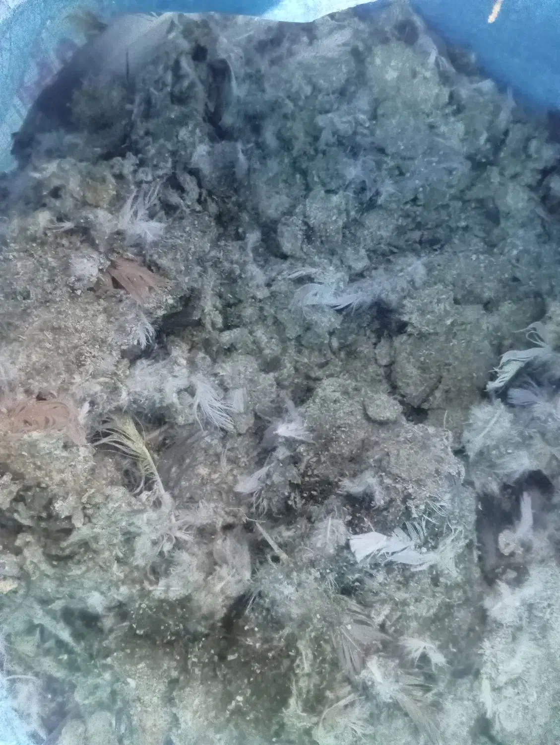 کود کفتر|گل و گیاه طبیعی|کاشمر, |دیوار