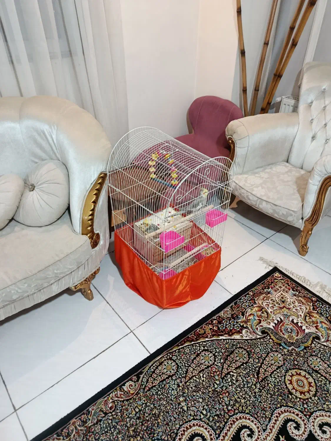 پرنده|پرنده|فردیس, قریشی|دیوار