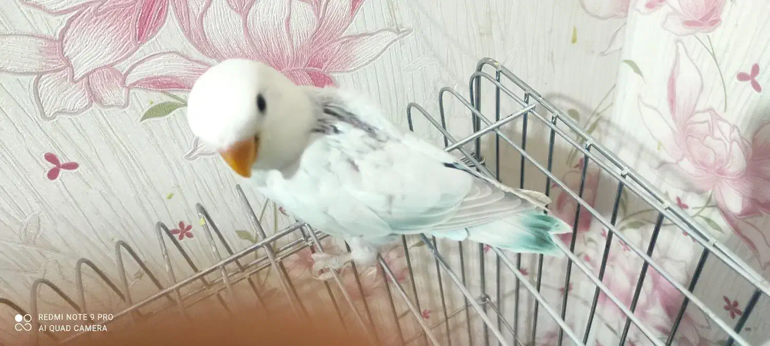 طوطی برزیلی جوجه مارال عروسکی|پرنده|اهواز, کوی باهنر|دیوار