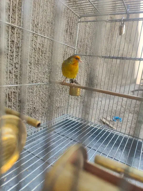 سهره قناری دهن سهره|پرنده|ری, علایین|دیوار