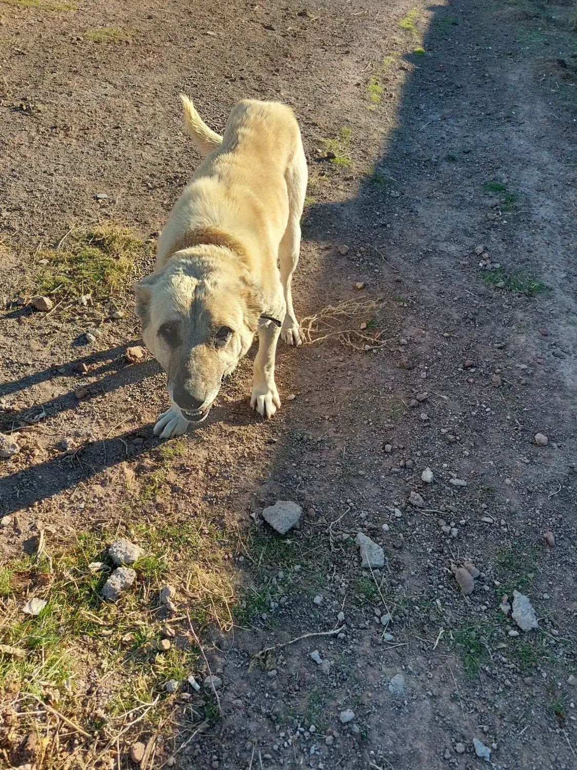 سگ افغان|سگ|قزوین, |دیوار