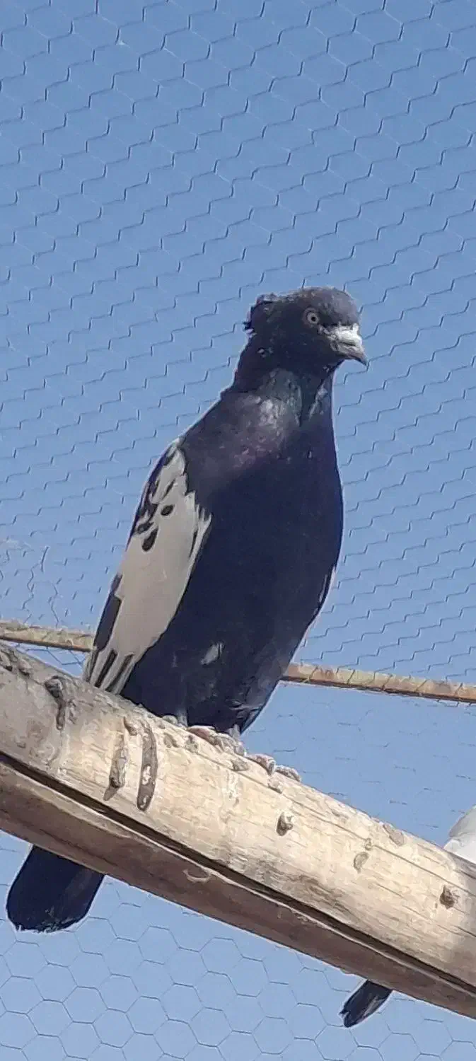 سینه دم سیاه گم شده در حومه پشت اداره برق|حیوانات|ساوه, |دیوار