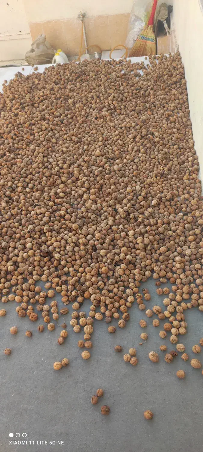 گردو همدان|عمده‌فروشی|فسا, |دیوار