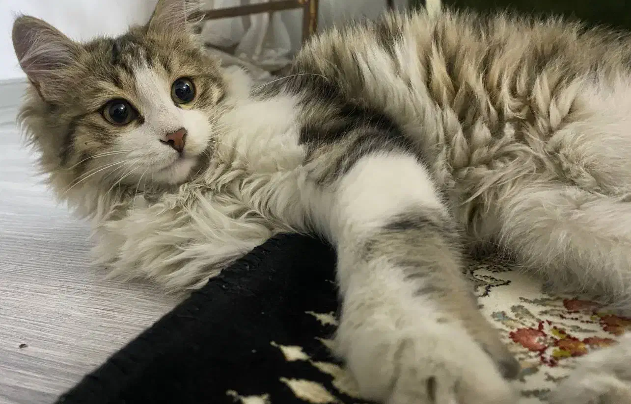 گربه ی گمشده|حیوانات|ارومیه, |دیوار