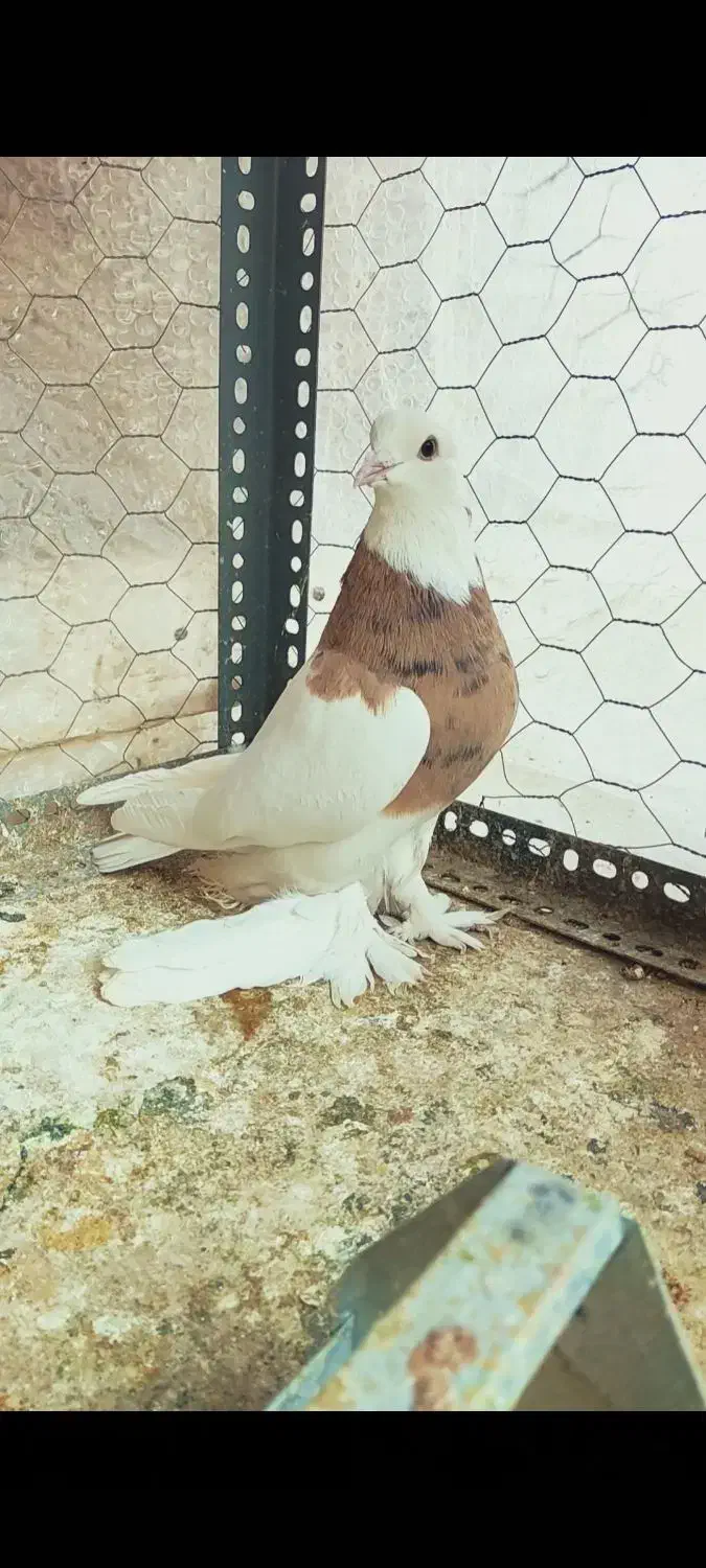 طوقی زرد خال سیاه کاکل پاپر|پرنده|شیراز, تندگویان|دیوار