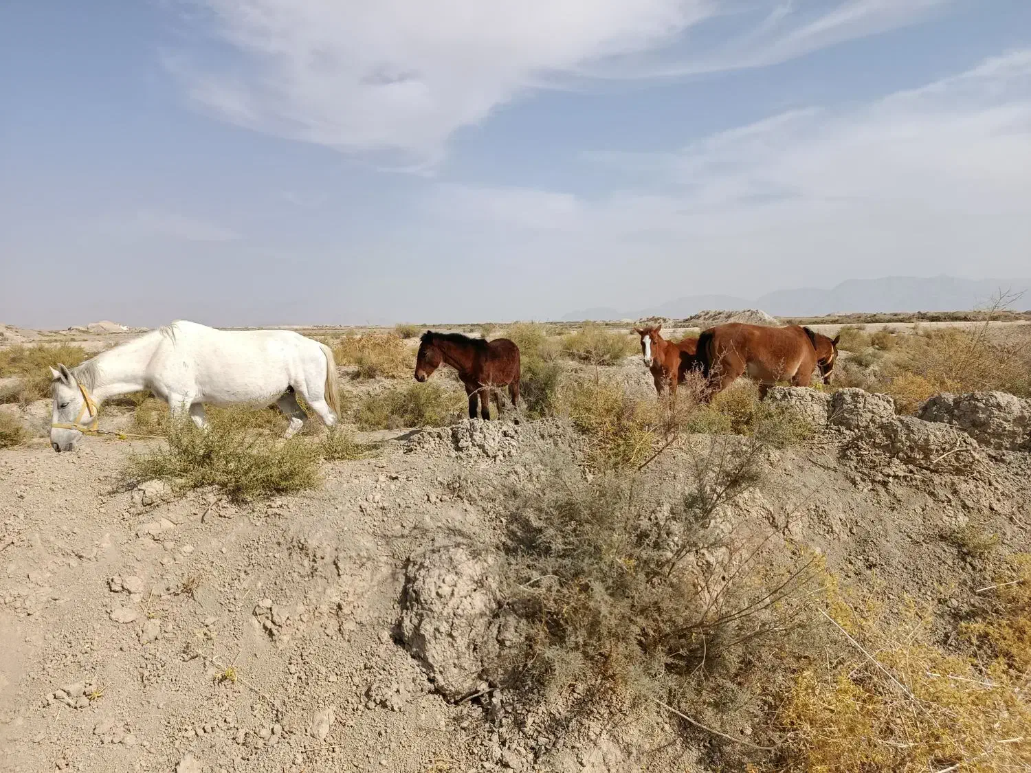 فروش چهار عدد اسب|اسب و تجهیزات اسبسواری|کربال, |دیوار