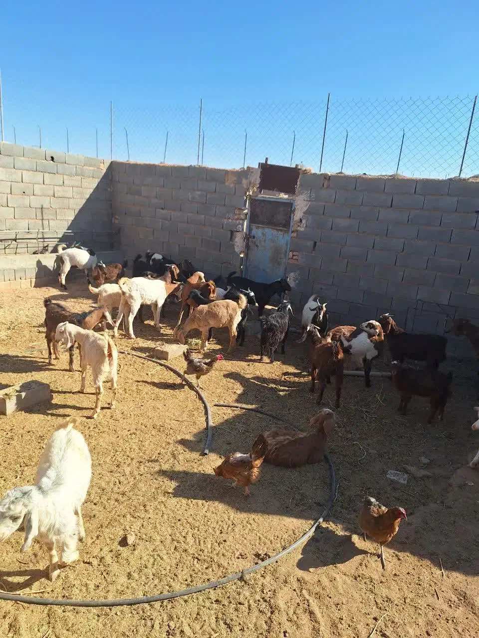 بز و کهره|حیوانات مزرعه|مهریز, |دیوار