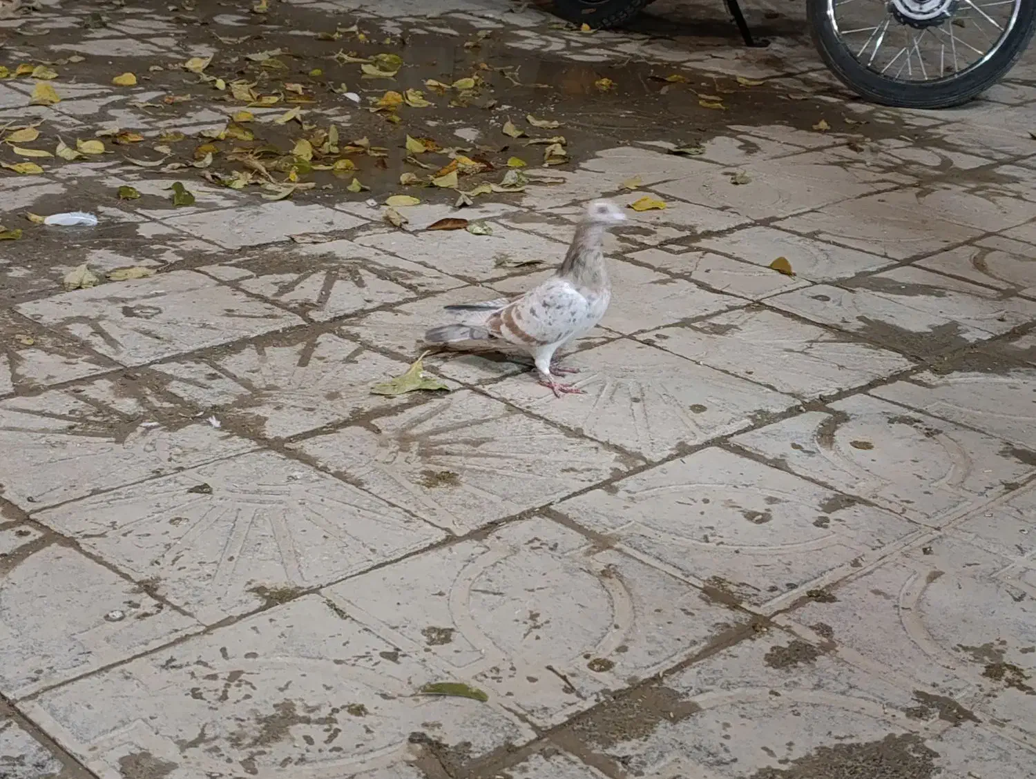 کبوتر کوهی|پرنده|همدان, |دیوار