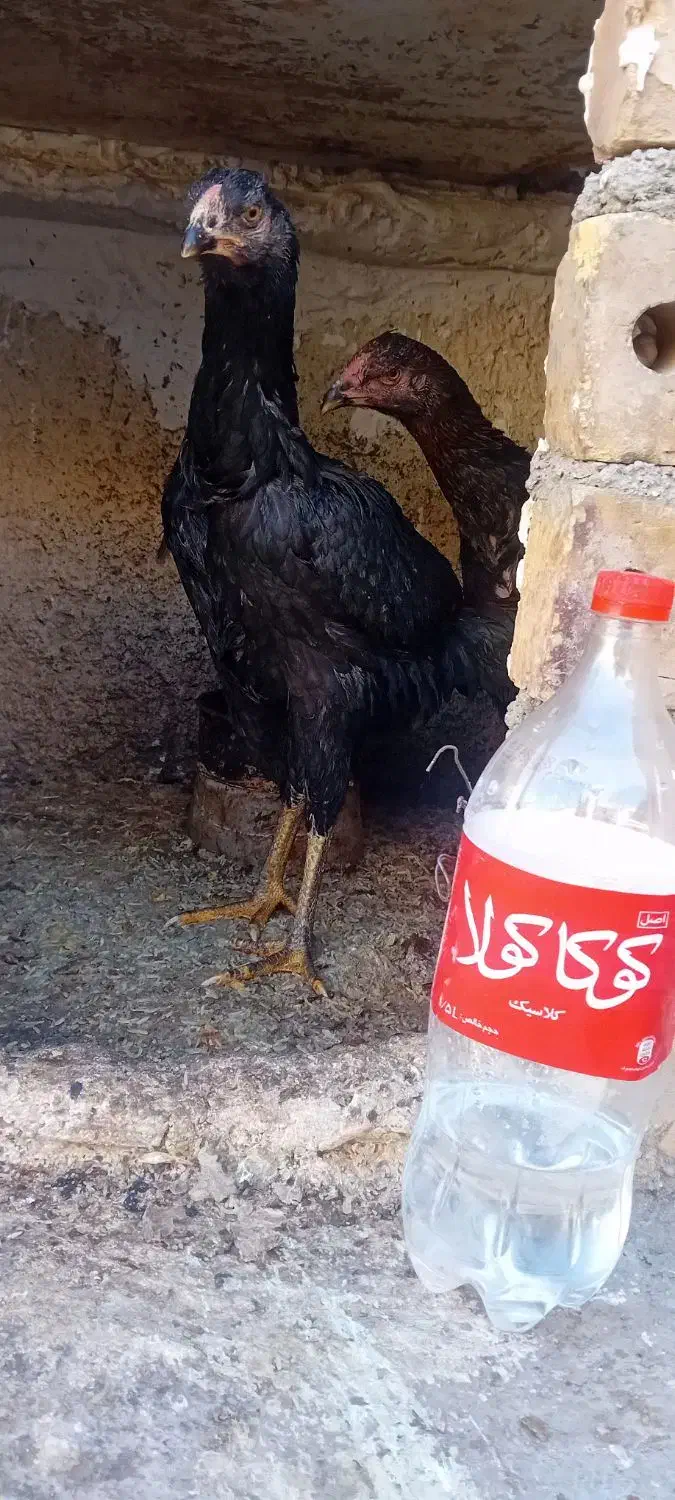 جوجه لاری|حیوانات مزرعه|تربت جام, معدآباد|دیوار