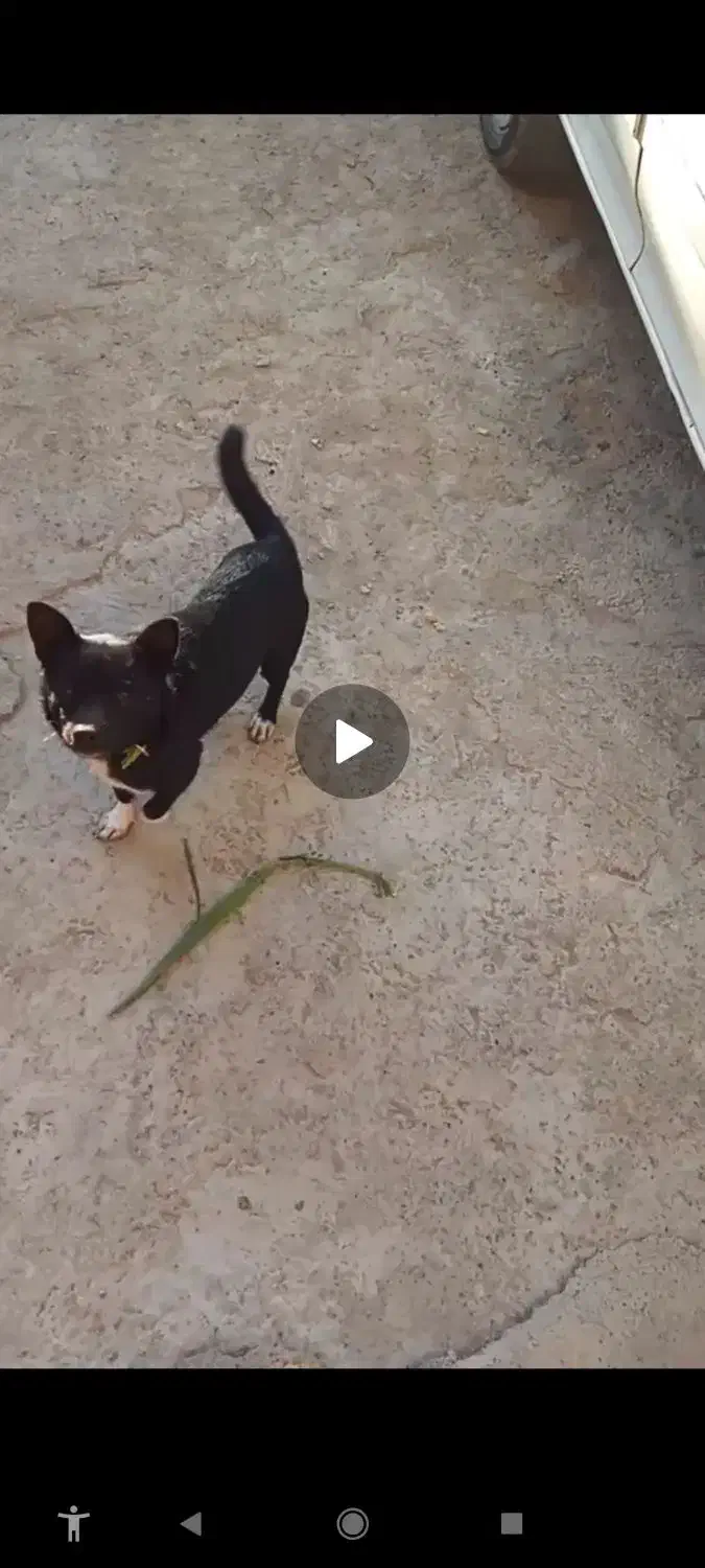 پاکوتاه گوش تیز|سگ|فاضل آباد, |دیوار