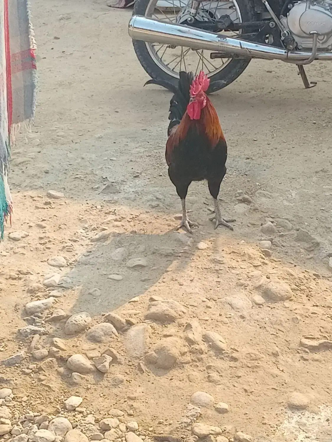 خروس بندر دیر|حیوانات مزرعه|بندر دیر, |دیوار