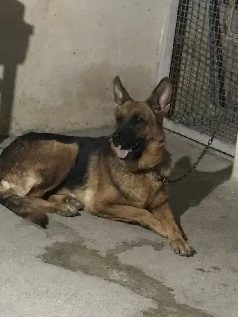 ژرمن ورک|سگ|شیراز, گویم|دیوار