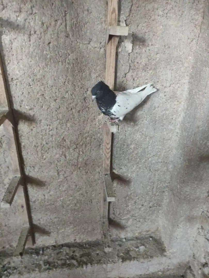 کبوتر بهبانی شهری|پرنده|شیراز, تندگویان|دیوار